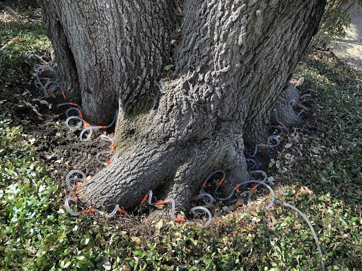Detailed Tree Cabling and Bracing job site in Marble