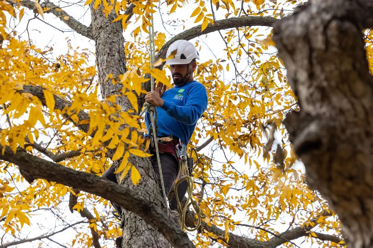 Skilled Emergency Tree Service crew working in Marble